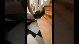 Parkett schleifen / Treppe schleifen hobeln &ouml;len / Hummel / Parkett &ouml;len wachsen/ Treppe sanieren/