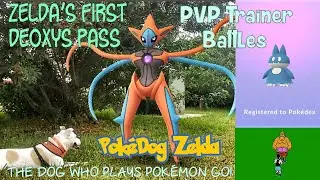 PvP Trainer Battles/Deoxys(Attack Forme)EX Raid/Munchlax Egg Hatch in Pokemon GO w/ Pokedog Zelda