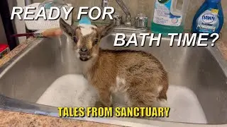 Farm Stuff | The baby goats got a terrible tiny visitor.. We didn't see that coming!