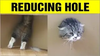 3 Cats vs Reducing Hole. Who Will Win?
