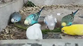 Budgies Enjoy Fresh Spinach