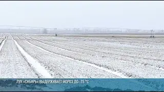 Мокрый снег и мороз: как справляются озимые