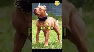 ලොව ශක්තිවන්තම 🐕&zwj;🦺10💪🫴 #subscribe #animals #top10 #knowledge #viralshorts #shorts #moresubscribers