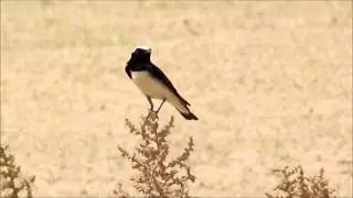 Pied Wheatear