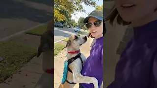 Tag is up for adoption at the Kentucky Humane Society 🥰