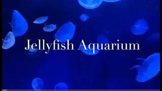 Jellyfish Aquarium - Relaxing Music for sleep - Aurelia aurita (Sunshine Aquarium) ミズクラゲ（サンシャイン水族館）