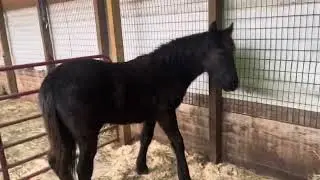 We got a new horse! Day 2. All 3 turned out together. It got a little exciting for a minute