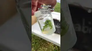 Cannabis Tissue Culture Thailand #cannabis #tissueculture #lab #plants #planttissueculture #invitro