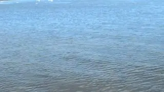 Joe, the Aurora Hunter drinks Great Slave Lake water.