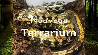 ON CHANGE LE TERRA DE L'Orthriophis Taeniura Friesei / Serpent Ratier Lign&eacute;