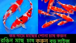 অরিজিনাল জাপানি কৈ কাপ মাছের পোনা চাষ পদ্ধতি ও কম দামে মাছের পোনা কিনুন মোবাইল ✆ 01771793800