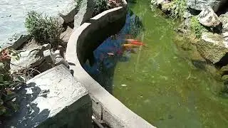 Koi & Tilapia in just one pond is Possible? Pozzorubio, Pangasinan Tagalog [Ph]