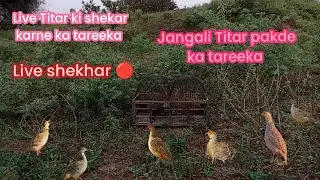 Live Jangali Titar pakdne ka tareeka Titar ki shekar karne ka tareeka female titar ki awaz 