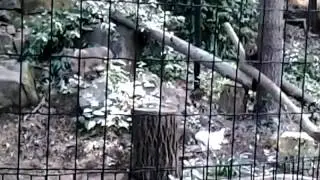 bobcat plays with dead chicken