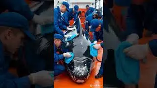 Crew discovers a whale covered with deadly barnacles in the Arctic ocean @rescuecrews #animalrescue
