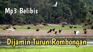 SUARA PIKAT BURUNG BELIBIS PALING AMPUH TERBARU