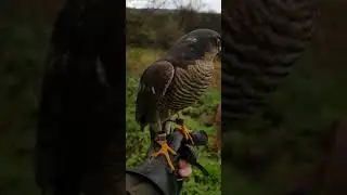 falconry, hunting teal with a sparrowhawk