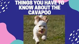 9 Things You Have to Know Before Getting a Cavapoo