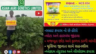 સમ્રાટ કપાસ/Asian Agri Genetics #agriculture Samrat cotton New Variety 