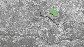 Baby Kukri snake