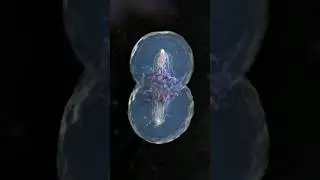Cell Division in 3D Animation (Mitosis Phase ) #animation #biology #neet #medical  #reels #shorts