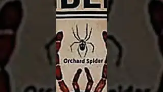TYPES OF SPIDERS|ORCHARD SPIDER|PART 13|#creature #spider@LIKEMYTH@tseries @MrBeast