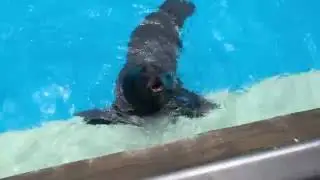 Sea Lions Yelling Like Humans