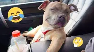 Смешная подборка видео с собаками &ndash; Лучшие видео с собаками 2025 года 🐕🤣 #76