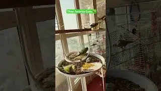 Bunch of Birds eating 🌽 #birds #parrrot #birdseating