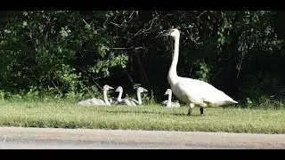 Trumpeter Swan Family of 6 in Plymouth Township - Michigan
