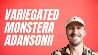 Variegated Monstera Adansonii Update + Care | Planting Plants