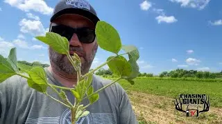 When to Spray Gen 2 Soybeans + Food Plot Walkthrough | Food Plot & Real World Wildlife Products Tips