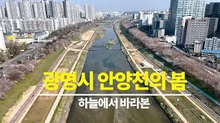 안양천(광명) 벚꽃길 봄꽃 낭만에 빠져보세요-하늘에서 바라본 광명시 안양천의 봄-