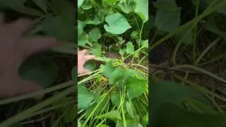 Java potato coming harvesting #epicgardening #vegetablegardening #garden