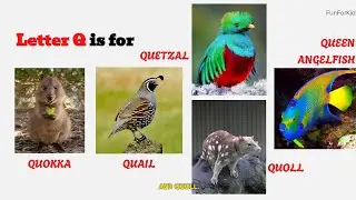 A to Z Animal | Learn Letter Q with Animal Name 2024 #letterm #learnwithme #funforkids #abcd #fruit