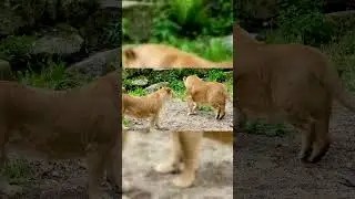 two lions cubs