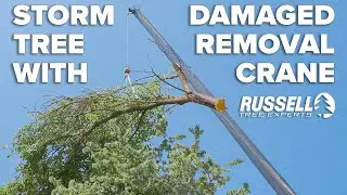 Removing 2 Storm-Damaged Trees with a Crane!