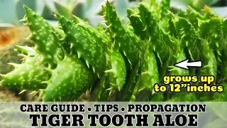 139 ALOE JUVENNA TIGER TOOTH ALOE SUCCULENT CARE GUIDE || Succulent Care Tips 다육식물 多肉植物
