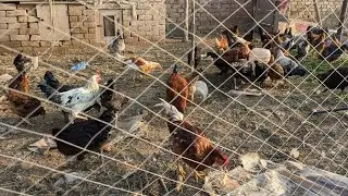Morning Feeding Time | Rooster Sounds and Peaceful Backyard 