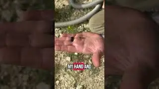 Honey Bee attempts to remove her stinger after an accidental sting