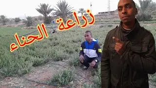 اجيو تشوفو معايا المراحل لي كاتمر منها زراعة الحناء