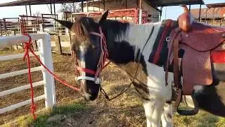 Bitless Bridle test - trying a new sidepull out on a horse that usually uses a snaffle bit