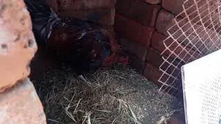 Como agarar un gallo bravo