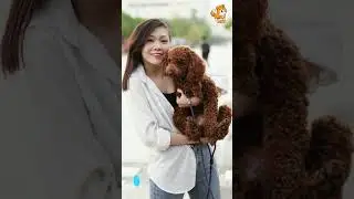 Avoid | S1988 #cute #cutedog #dog #cutedog #dogs #cute #shorts #youtubeshorts #tiktok #puppy #pet