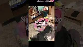 Stop animal abuse￼