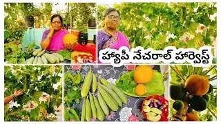 Happy Natural Harvest🌿👍🏻/హ్యాపీ నాచురల్ హార్వెస్ట్/Harvesting Oakras;బీరకాయలు హార్వెస్ట్#mrsgardener