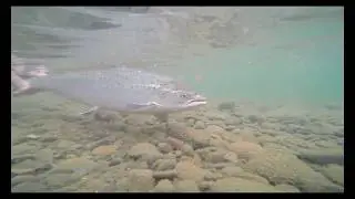 Atlantic Salmon Fishing in Iceland on the Midfjaroara River