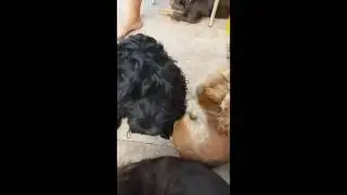 Lagocki Amorevole Amoroso Loves his Cocker Girl Siri