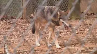 Reflection Riding is home to the red wolf's future and past