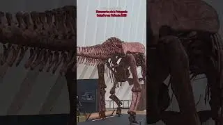 Dinosaurios  Patagonia en CaixaForum Val&egrave;ncia, !#DinosauriosDeLaPatagonia #CaixaForumValencia